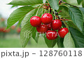 Vibrant red cherries swaying in light breeze amongst lush green leaves 128760118