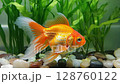 Vibrant goldfish swimming gracefully among lush aquarium plants in a serene underwater scene 128760122