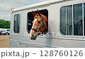 Horse peeking from trailer window with curious expression in stable yard 128760126