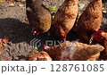 A group of colorful chickens explores the garden, pecking at the ground for food. red chickens walking on a poultry farm. Eco-farm concept, environmentally friendly poultry farming 128761085
