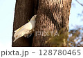 Sulphur-crested cockatoo Sulphur-crested cockatoo 128780465