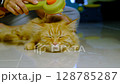Woman hand grooming cat with orange brush pet care, feline grooming, animal love concept 128785287