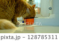 Close-Up of a Cat Enjoying a Meal from Its Dish  Ideal for Pet Food Ads or Veterinary Content 128785311