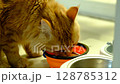 Close-Up of a Cat Enjoying a Meal from Its Dish  Ideal for Pet Food Ads or Veterinary Content 128785312