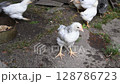 Little curious chick looks into camera and moves head then runs away by dirt ground. Organic chicken farming. Rural scene of chickens walking 128786723