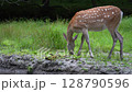 飯後野鹿鹿 128790596