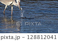 Grey heron hunting scene in slow motion 128812041