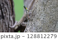 Sulawesi Flying Dragon 128812279
