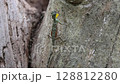 Sulawesi Flying Dragon 128812280