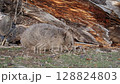 ウォンバット　野生　タスマニアのマライア島にて　オーストラリア 128824803
