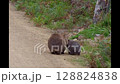 ウォンバットの親子　野生　タスマニアのマライア島にて　オーストラリア 128824838