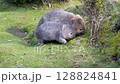 ウォンバットの親子　野生　タスマニアのマライア島にて　オーストラリア 128824841