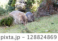 ウォンバットの親子　野生　タスマニアのマライア島にて　オーストラリア 128824869