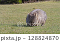 草を食べるマライア島のウォンバット 128824870