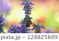 Salvia flowers and a cluster of carpenter bees 128825609
