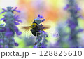 Salvia flowers and a cluster of carpenter bees 128825610