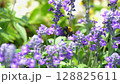 Salvia flowers and a cluster of carpenter bees 128825611