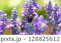 Salvia flowers and a cluster of carpenter bees 128825612