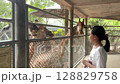 Asian child girl closely feeding giraffe in a zoo of Thailand 128829758