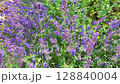 flower, garden, meadow 128840004