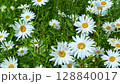 daisies, field, meadow 128840017