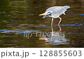 A scene of a grey heron hunting 128855603