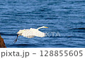 A scene of a egret hunting 128855605