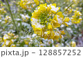 A fantastical landscape of yellow rape blossoms blooming in the snow 128857252