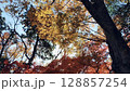 Quiet autumn foliage in Japan: Maple leaves swaying in the wind 128857254