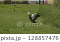 Duck Walking on Grass with Wings Spread in Summer Park, Slow Motion 128857476