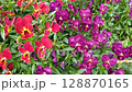 The wind blows through a garden filled with red and purple violas in full bloom. 128870165