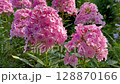Pink perennial phlox flowers swaying in the wind 128870166