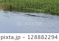 Large American Alligator Chasing the Smaller Alligator 128882294