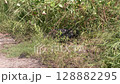 Alligator Female Making Nest in Florida Wetland 128882295