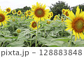 ひまわり畑 128883848