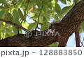 蝉が飛ぶまで 128883850
