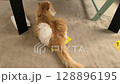 蘇格蘭折耳貓的粗尾巴 128896195