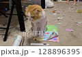 一隻整潔的蘇格蘭折耳貓，夏季剪的 128896395