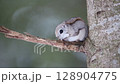 Ezomomonga 128904775
