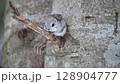 Ezomomonga 128904777