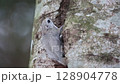 Ezomomonga 128904778