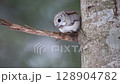 Ezomomonga 128904782