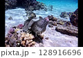 Nishibama Beach Moray Eel 128916696