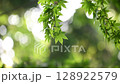 優しく風に揺れるもみじの葉 128922579