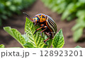 Colorado potato beetle eats green potato leaves closeup 128923201