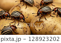 Adult colorado beetle, pest invasion, parasite destroy potato plants, farm damage 128923202