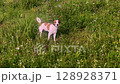 Jack Russell Terrier walking in the grass. 128928371