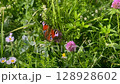 A beautiful butterfly sits on a clover. 128928602