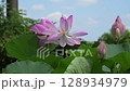盛開的大賀蓮花 128934979