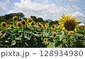 夏日昇起的雲彩和向日葵的縮時拍攝 128934980